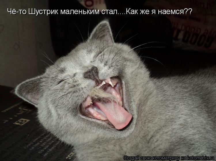 Котоматрица: Чё-то Шустрик маленьким стал....Как же я наемся??