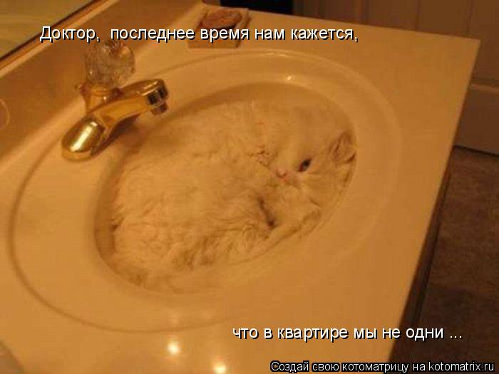 Котоматрица: Доктор,  последнее время нам кажется,  что в квартире мы не одни ...