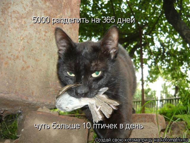 Котоматрица: 5000 разделить на 365 дней чуть больше 10 птичек в день