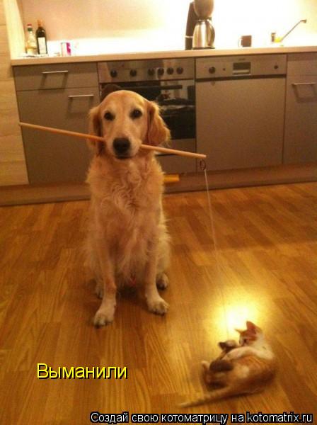 Котоматрица: Выманили