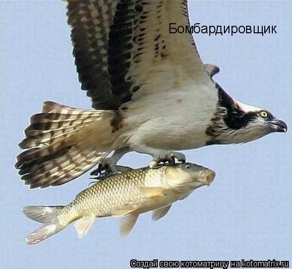 Котоматрица: Бомбардировщик