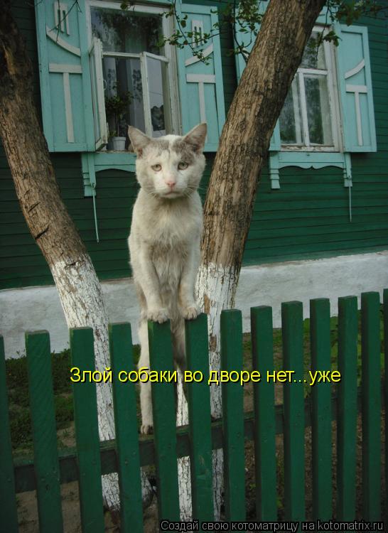 Котоматрица: Злой собаки во дворе нет...уже