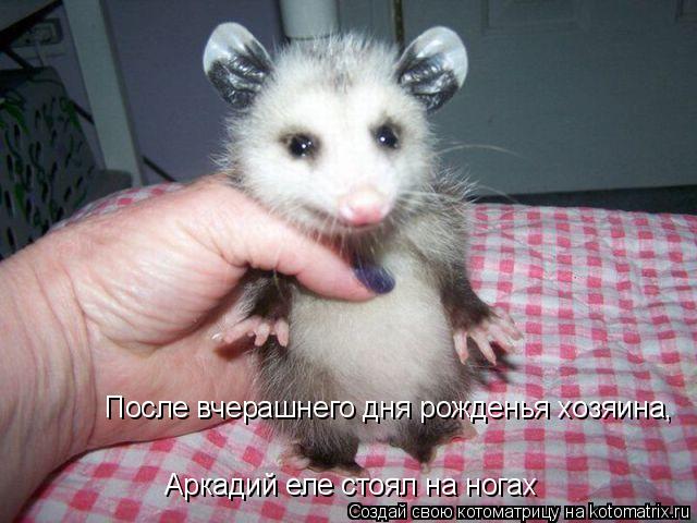 Котоматрица: После вчерашнего дня рожденья хозяина,  Аркадий еле стоял на ногах