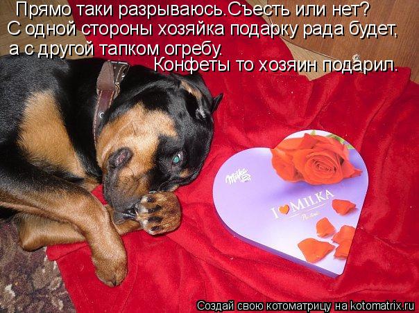 Прямо таки разрываюсь.Съесть или нет? С одной стороны хозяйка подарку рада будет, а с другой тапком о... Котоматрица: Прямо таки разрываюсь.Съесть или нет? С одной стороны хозяйка подарку рада будет, а с другой тапком огребу. Конфеты то хозяин подарил.
