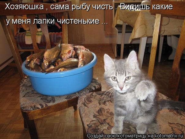 Хозяюшка , сама рыбу чисть . Видишь какие у меня лапки чистенькие ...... Котоматрица: Хозяюшка , сама рыбу чисть . Видишь какие у меня лапки чистенькие ...