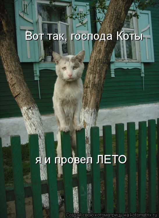 Вот так, господа Коты я и провел ЛЕТО... Котоматрица: Вот так, господа Коты я и провел ЛЕТО