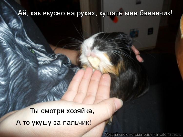 Ай, как вкусно на руках, кушать мне бананчик! А то укушу за пальчик! Ты смотри хозяйка,... Котоматрица: Ай, как вкусно на руках, кушать мне бананчик! А то укушу за пальчик! Ты смотри хозяйка,