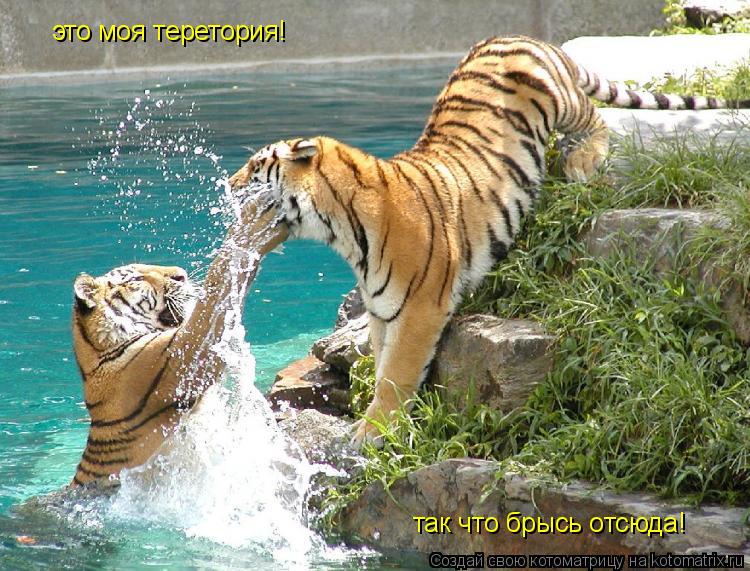это моя теретория! так что брысь отсюда!... Котоматрица: это моя теретория! так что брысь отсюда!