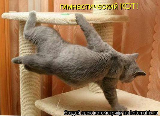 гимнастический КОТ!... Котоматрица: гимнастический КОТ!