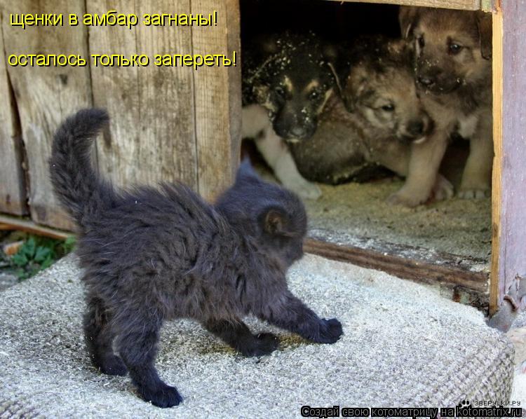Котоматрица: щенки в амбар загнаны! осталось только запереть!