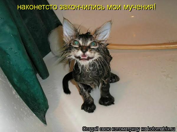Котоматрица: наконетсто закончились мои мучения!