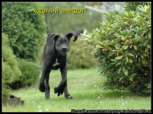 Котоматрица: ходячий анегдот!