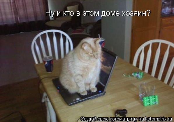 Котоматрица: Ну и кто в этом доме хозяин?