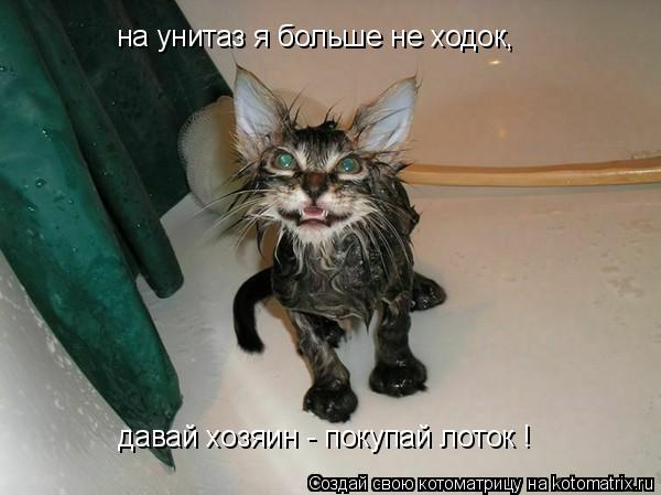 Котоматрица: на унитаз я больше не ходок, давай хозяин - покупай лоток !