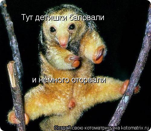 Котоматрица: Тут детишки баловали и немного оторвали