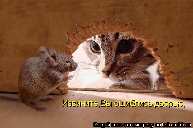 Извините,Вы ошиблись дверью,... Котоматрица: Извините,Вы ошиблись дверью,