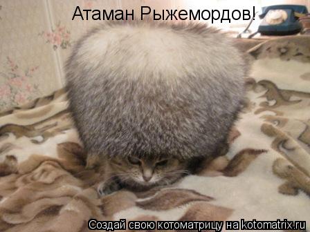 Котоматрица: Атаман Рыжемордов!