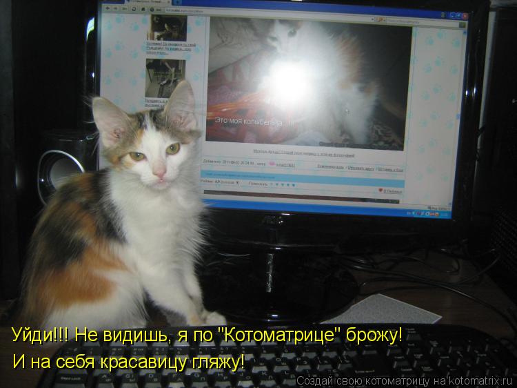 Котоматрица: Уйди!!! Не видишь, я по "Котоматрице" брожу! И на себя красавицу гляжу!