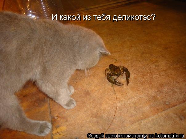 Котоматрица: И какой из тебя деликотэс?