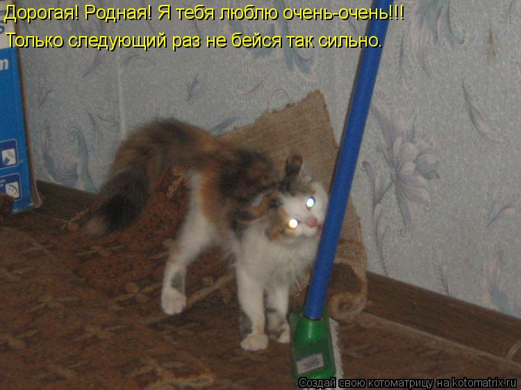 Котоматрица: Дорогая! Родная! Я тебя люблю очень-очень!!! Только следующий раз не бейся так сильно.