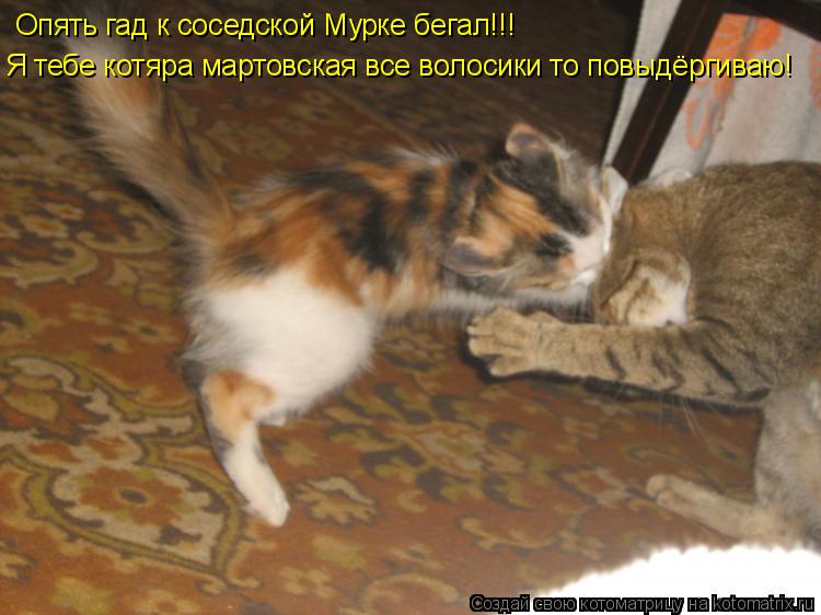 Котоматрица: Опять гад к соседской Мурке бегал!!! Я тебе котяра мартовская все волосики то повыдёргиваю!
