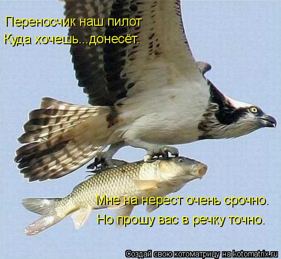 Котоматрица: Мне на нерест очень срочно. Но прошу вас в речку точно. Переносчик наш пилот Куда хочешь...донесёт.