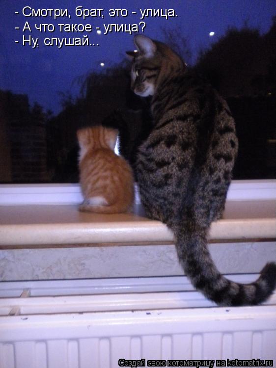 - Смотри, брат, это - улица. - А что такое - улица? - Ну, слушай...... Котоматрица: - Смотри, брат, это - улица. - А что такое - улица? - Ну, слушай...