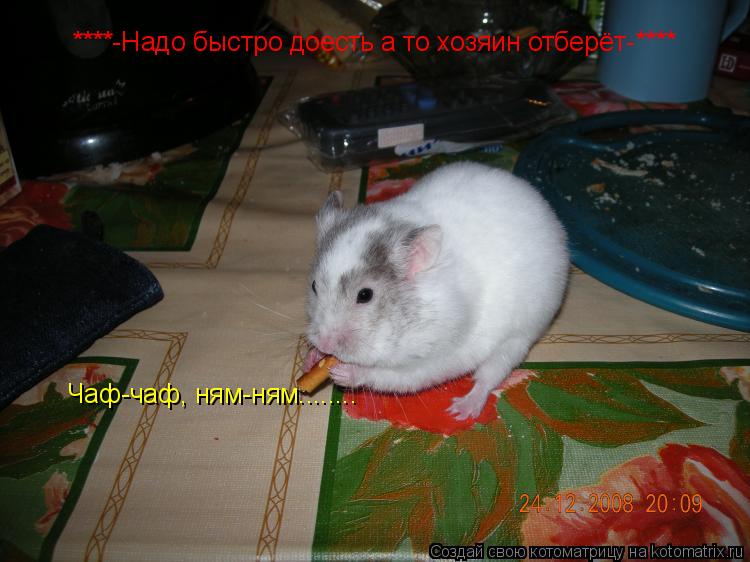 Котоматрица: ****-Надо быстро доесть а то хозяин отберёт-**** Чаф-чаф, ням-ням........