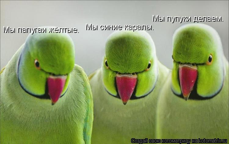 Котоматрица: Мы папугаи жёлтые. Мы синие каралы. Мы пупуки делаем.