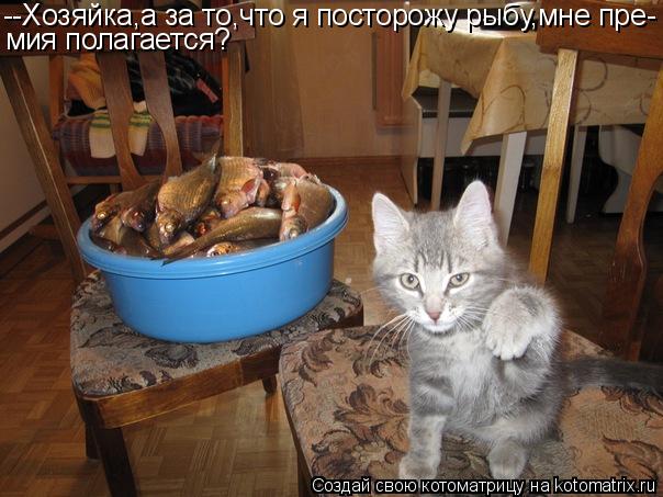 --Хозяйка,а за то,что я посторожу рыбу,мне пре- мия полагается?... Котоматрица: --Хозяйка,а за то,что я посторожу рыбу,мне пре- мия полагается?