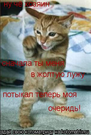 сначала ты меня в жолтую лужу ну чё хозяин потыкал теперь моя очеридь!... Котоматрица: сначала ты меня в жолтую лужу ну чё хозяин потыкал теперь моя очеридь!