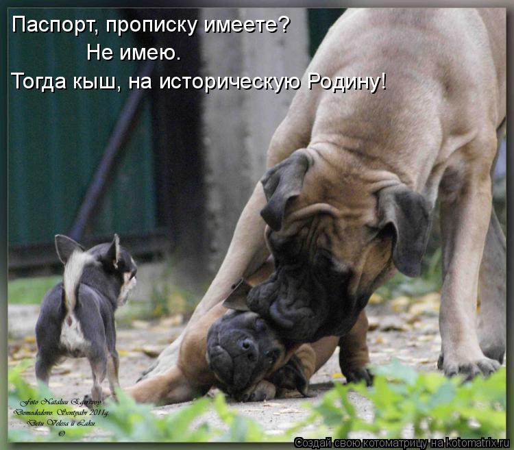 Паспорт, прописку имеете? Не имею. Тогда кыш, на историческую Родину!... Котоматрица: Паспорт, прописку имеете? Не имею. Тогда кыш, на историческую Родину!