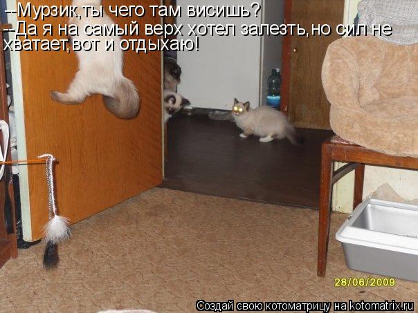 --Мурзик,ты чего там висишь? --Да я на самый верх хотел залезть,но сил не хватает,вот и отдыхаю!... Котоматрица: --Мурзик,ты чего там висишь? --Да я на самый верх хотел залезть,но сил не хватает,вот и отдыхаю!