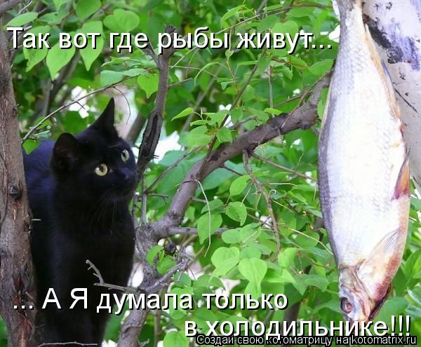 в холодильнике!!! Так вот где рыбы живут... ... А Я думала только... Котоматрица: в холодильнике!!! Так вот где рыбы живут... ... А Я думала только