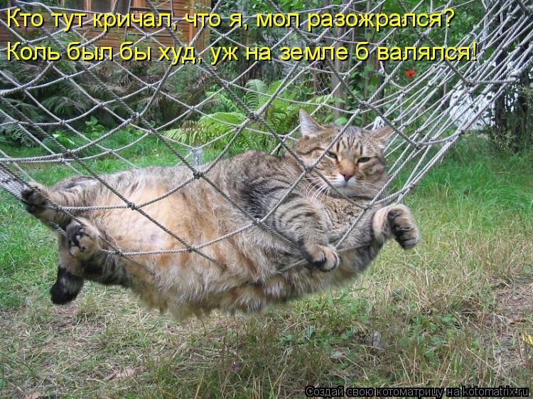 Котоматрица: Кто тут кричал, что я, мол разожрался?  Коль был бы худ, уж на земле б валялся!