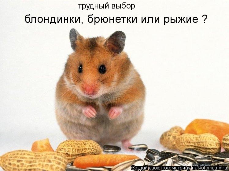трудный выбор блондинки, брюнетки или рыжие ?... Котоматрица: трудный выбор блондинки, брюнетки или рыжие ?