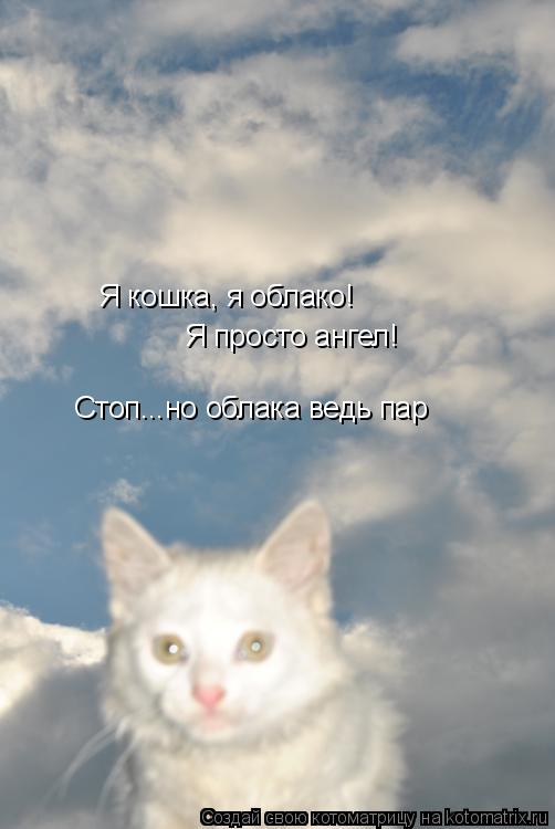 Я кошка, я облако! Я просто ангел! Стоп...но облака ведь пар... Котоматрица: Я кошка, я облако! Я просто ангел! Стоп...но облака ведь пар