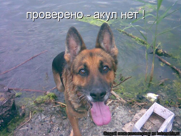 проверено - акул нет !... Котоматрица: проверено - акул нет !