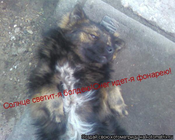 Котоматрица: Солнце светит-я болдею!Снег идет-я фонарею!