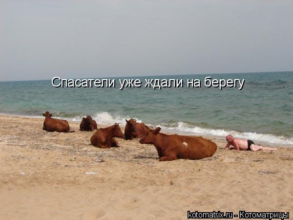 Спасатели уже ждали на берегу... Котоматрица: Спасатели уже ждали на берегу