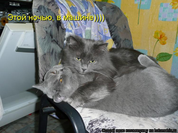 Котоматрица: Этой ночью, в машине))))