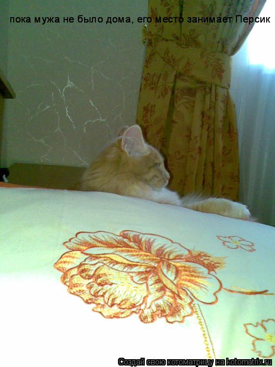 Котоматрица: пока мужа не было дома, его место занимает Персик пока мужа не было дома, его место занимает Персик