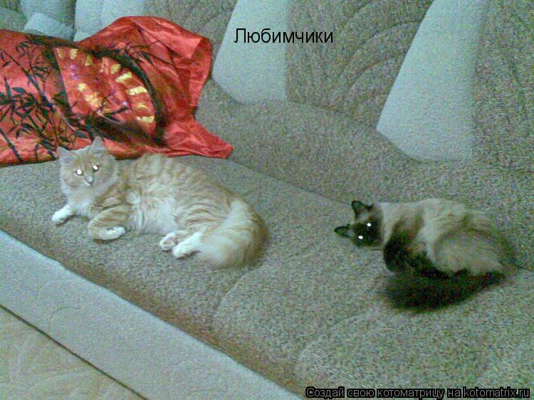 Котоматрица: Любимчики