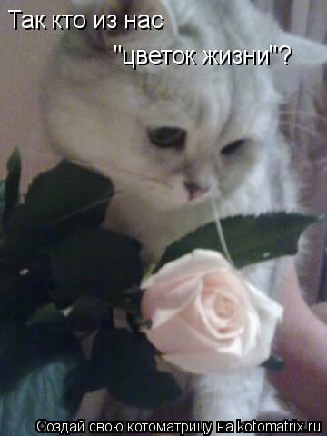 Котоматрица: Так кто из нас "цветок жизни"?