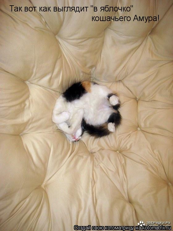 Котоматрица: Так вот как выглядит "в яблочко" кошачьего Амура!