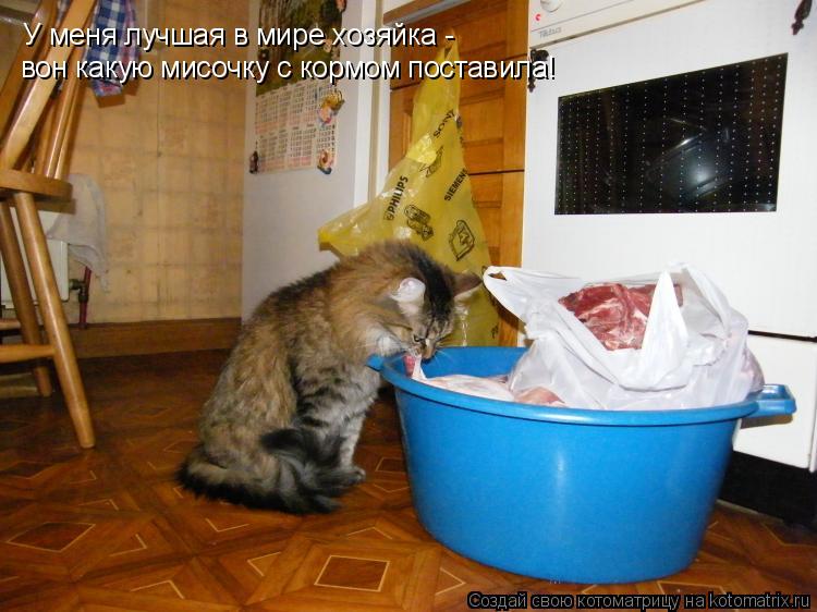 У меня лучшая в мире хозяйка - вон какую мисочку с кормом поставила!... Котоматрица: У меня лучшая в мире хозяйка - вон какую мисочку с кормом поставила!