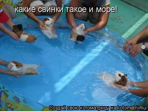 какие свинки такое и море!... Котоматрица: какие свинки такое и море!