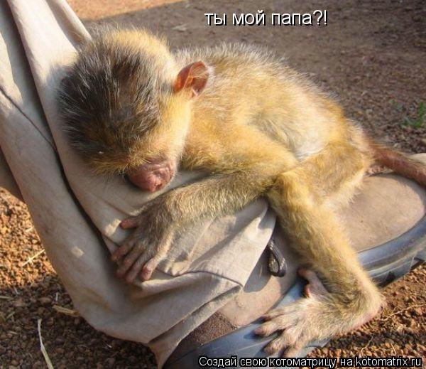 ты мой папа?!... Котоматрица: ты мой папа?!