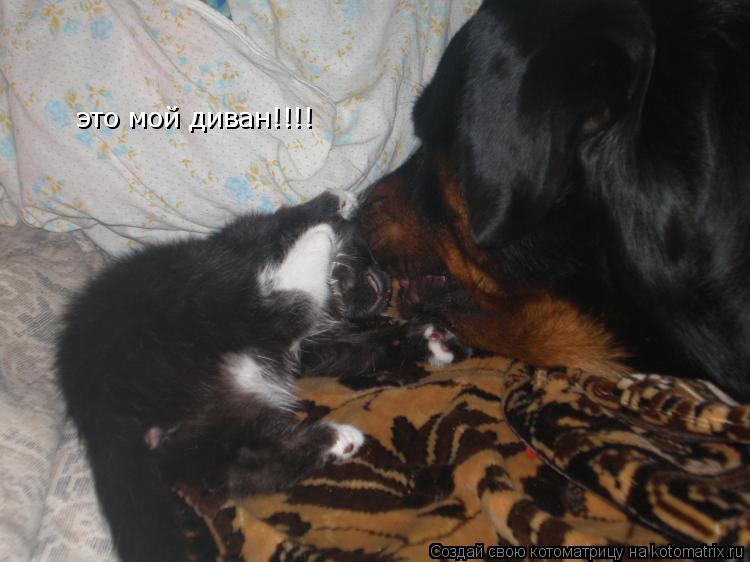 это мой диван!!!!... Котоматрица: это мой диван!!!!