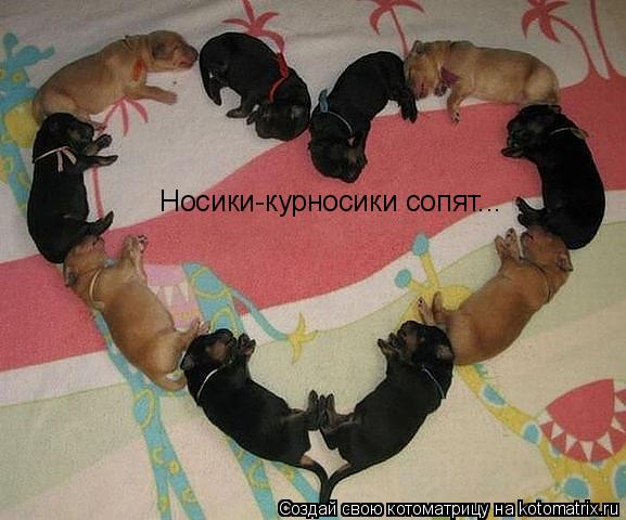 Носики-курносики сопят...... Котоматрица: Носики-курносики сопят...
